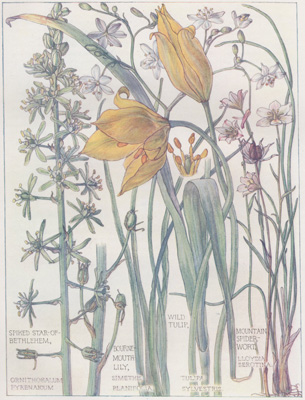 Spiked Star-of-Bethlehem, Bourne-mouth Lily, Wild Tulip, Mountain Spiderwort